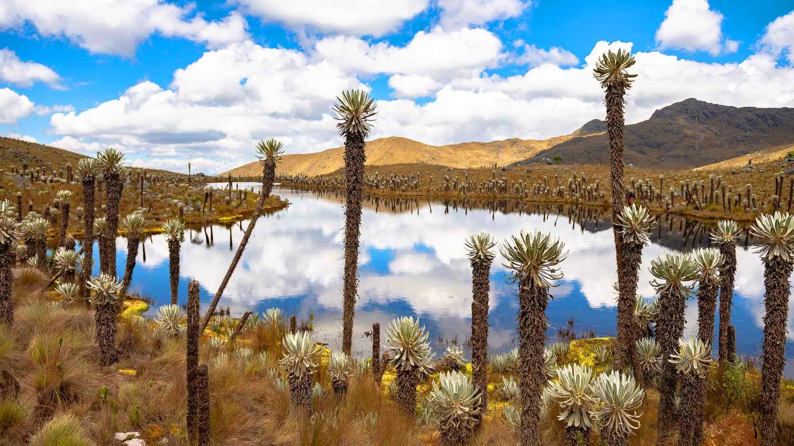 Cuidar el agua, es cuidar la vida